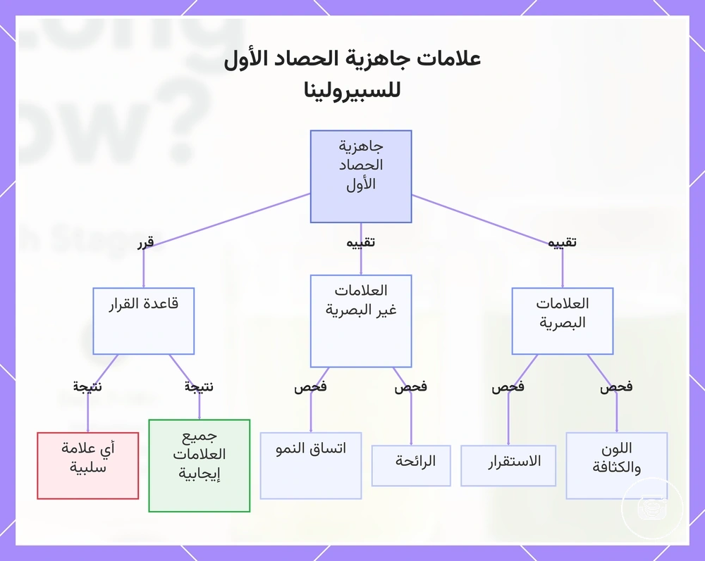 علامات جاهزية الحصاد الأول للسبيرولينا