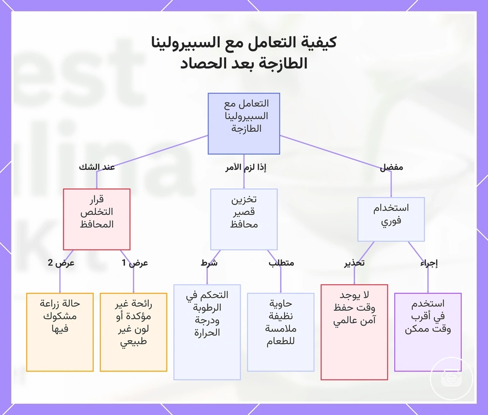 كيفية التعامل مع السبيرولينا الطازجة بعد الحصاد