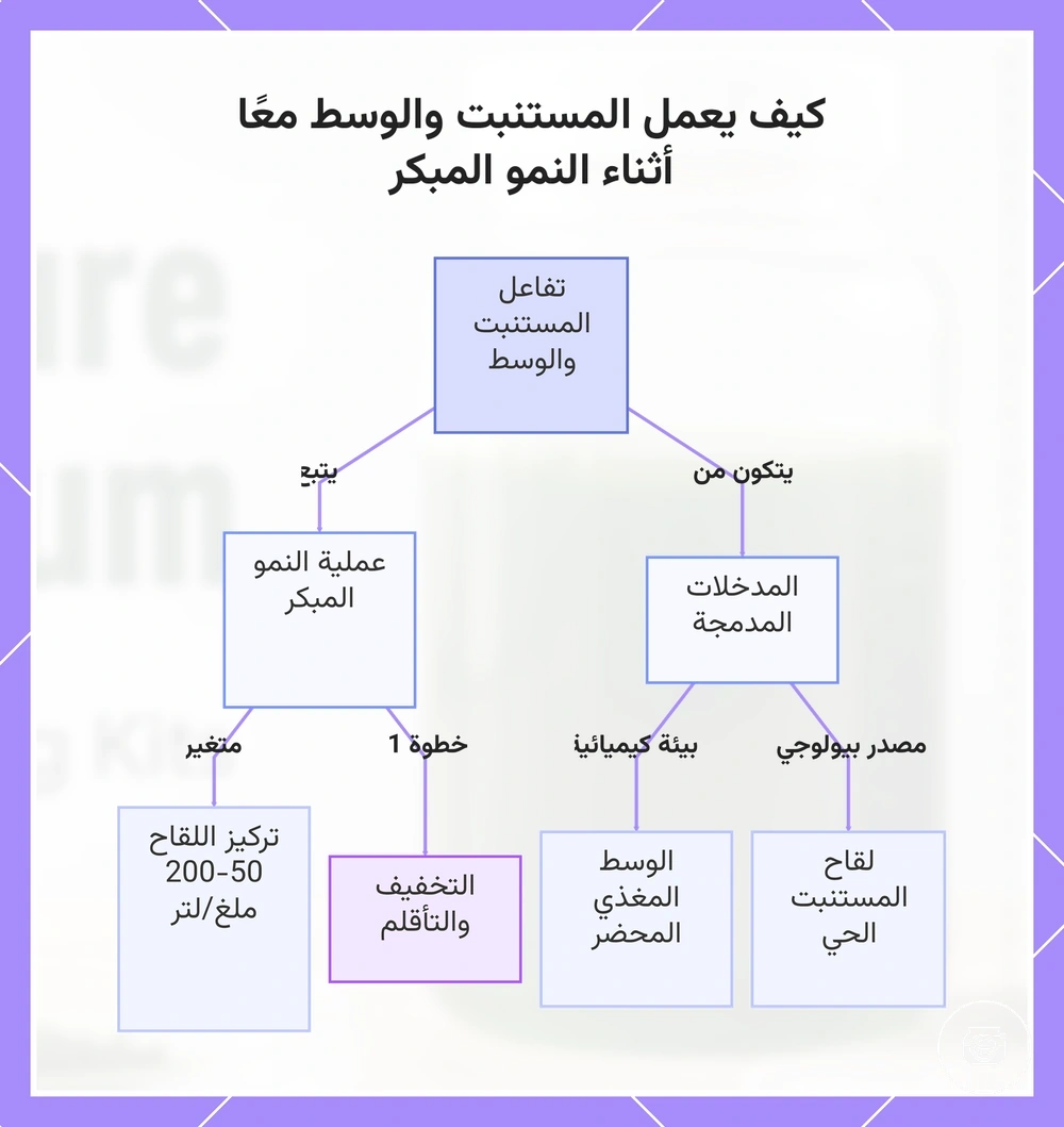 كيف يعمل المستنبت والوسط معًا أثناء النمو المبكر