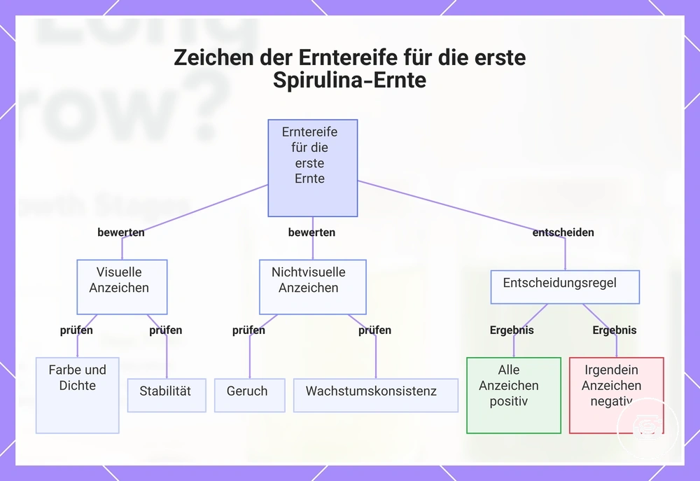 Zeichen der Erntereife für die erste Spirulina-Ernte