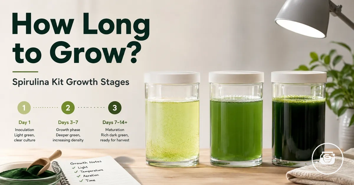 Spirulina growing kit culture shown at different growth stages before harvest