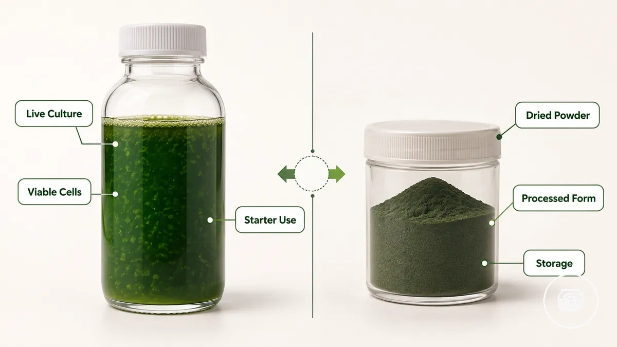 Live spirulina culture compared with dried spirulina powder for starting a growing kit