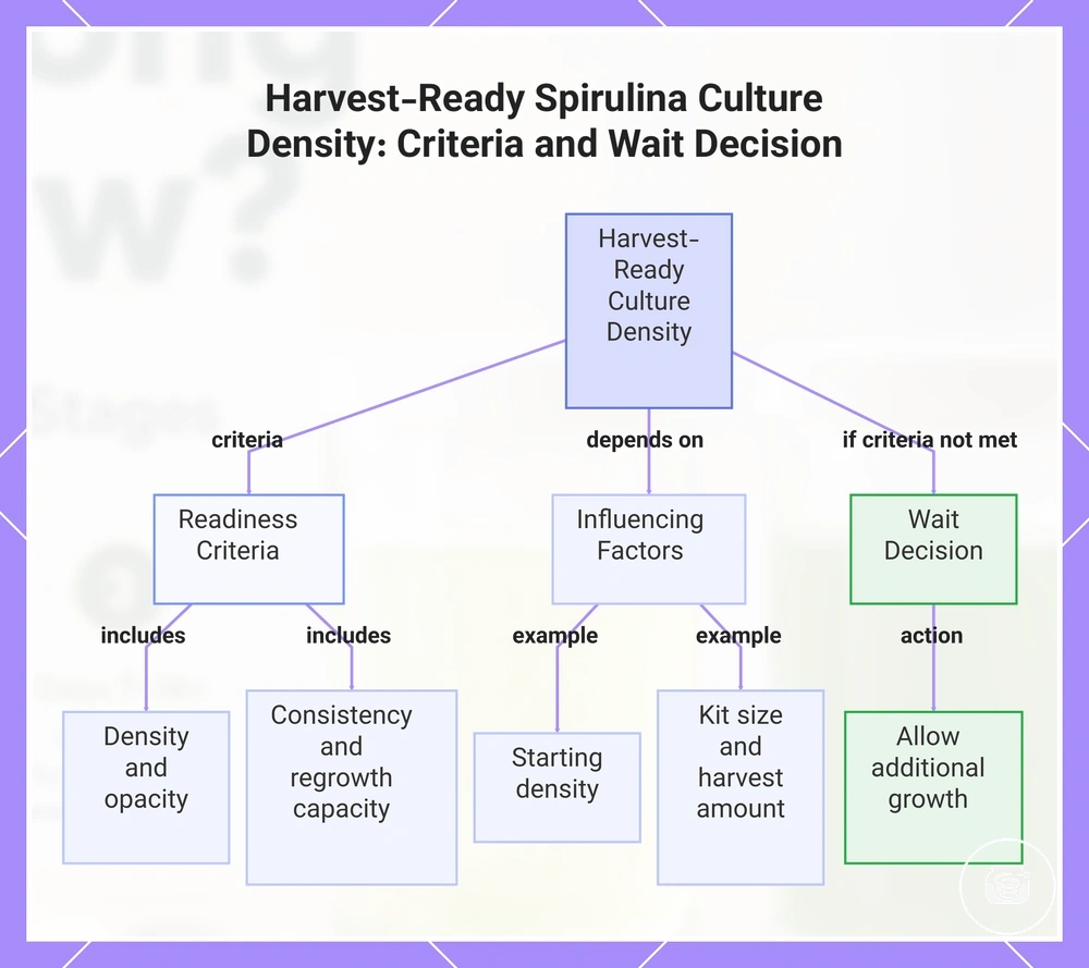 Harvest-Ready Spirulina Culture Density: Criteria and Wait Decision
