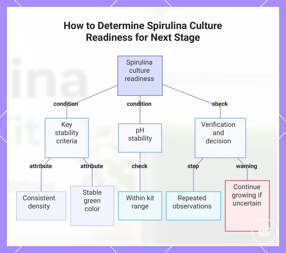 How to Determine Spirulina Culture Readiness for Next Stage