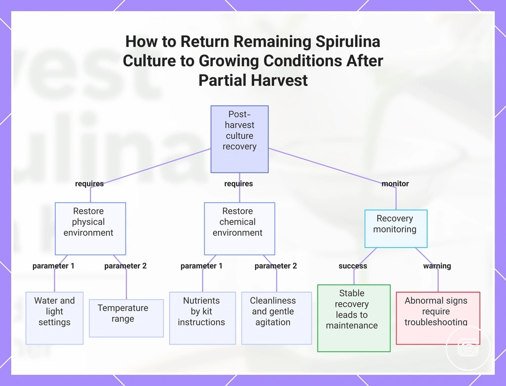How to Return Remaining Spirulina Culture to Growing Conditions After Partial Harvest