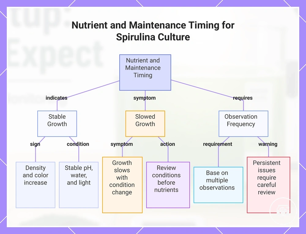 Nutrient and Maintenance Timing for Spirulina Culture