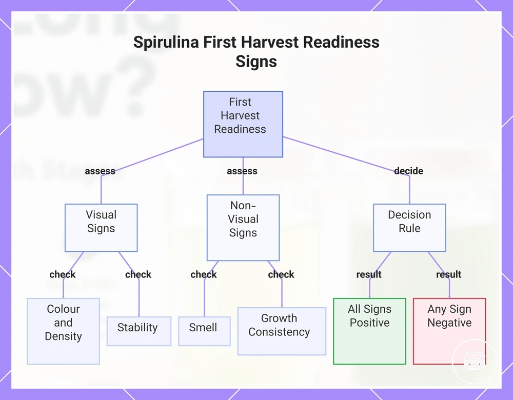 Spirulina First Harvest Readiness Signs