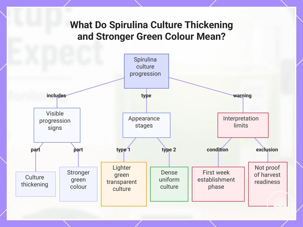 What Do Spirulina Culture Thickening and Stronger Green Colour Mean?