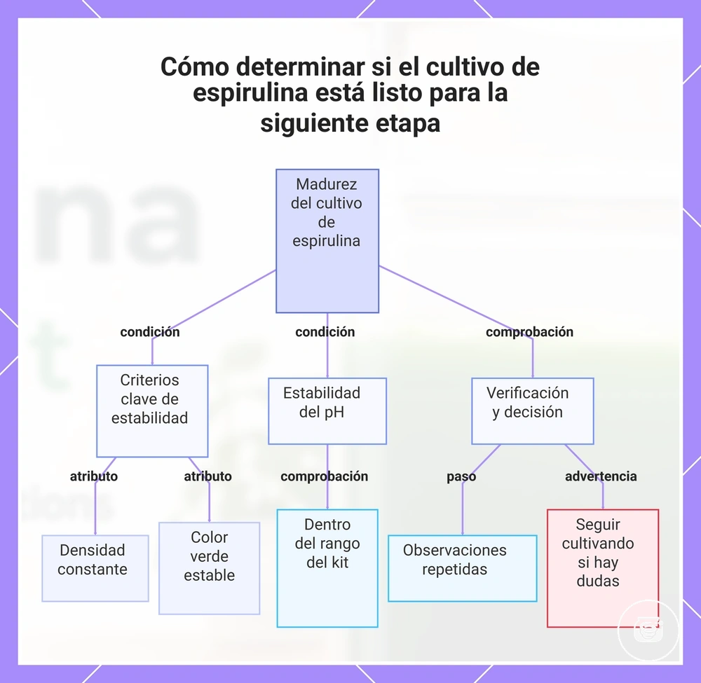 Cómo determinar si el cultivo de espirulina está listo para la siguiente etapa
