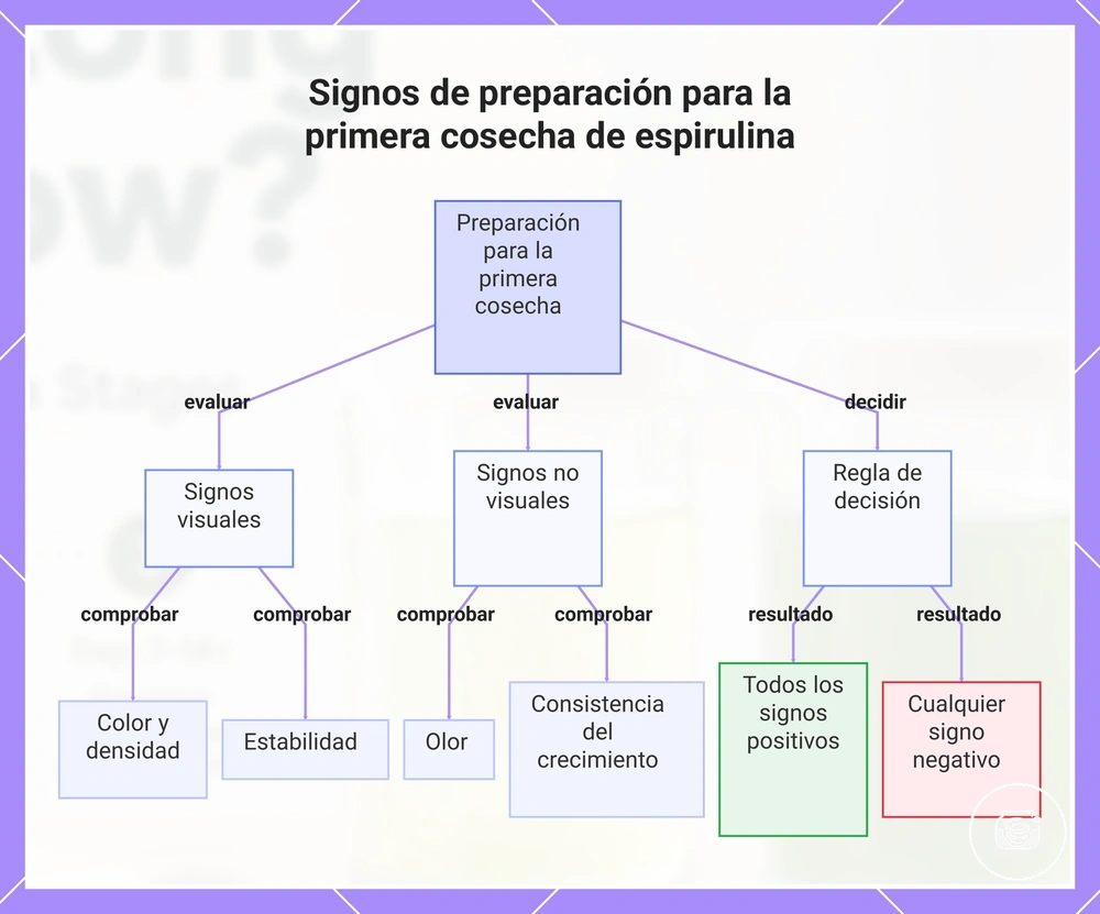 Signos de preparación para la primera cosecha de espirulina