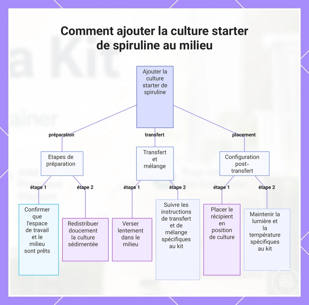 Comment ajouter la culture starter de spiruline au milieu