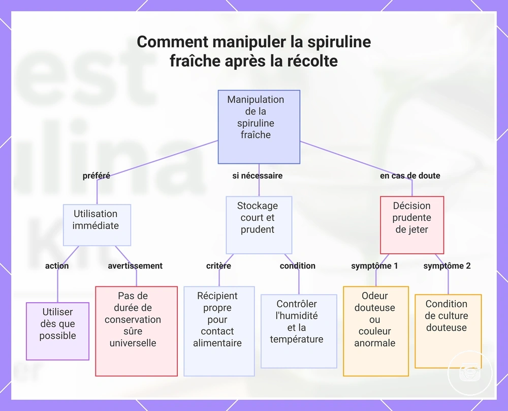 Comment manipuler la spiruline fraîche après la récolte
