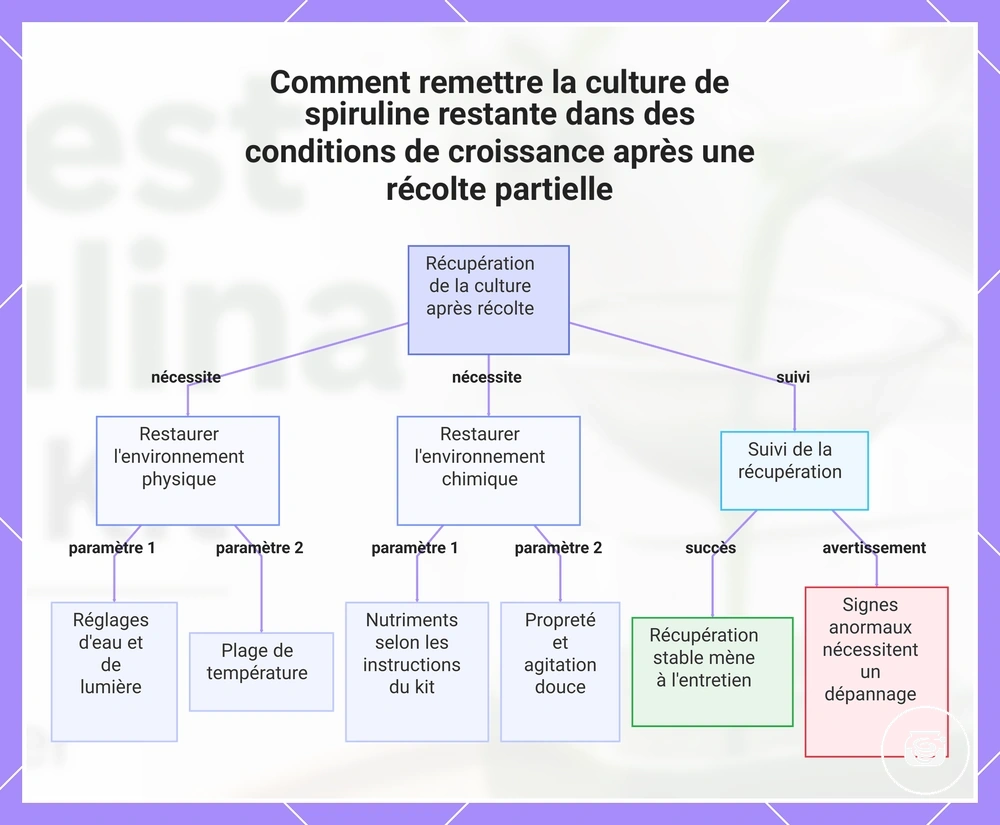Comment remettre la culture de spiruline restante dans des conditions de croissance après une récolte partielle