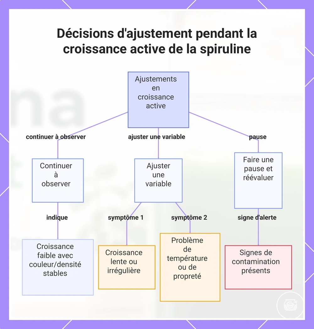 Décisions d'ajustement pendant la croissance active de la spiruline