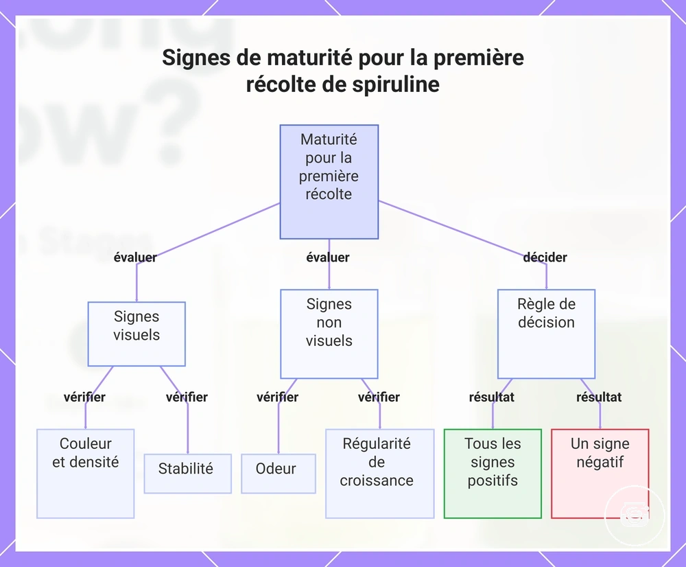 Signes de maturité pour la première récolte de spiruline