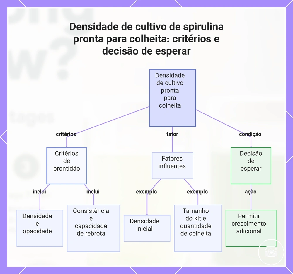 Densidade de cultivo de spirulina pronta para colheita: critérios e decisão de esperar