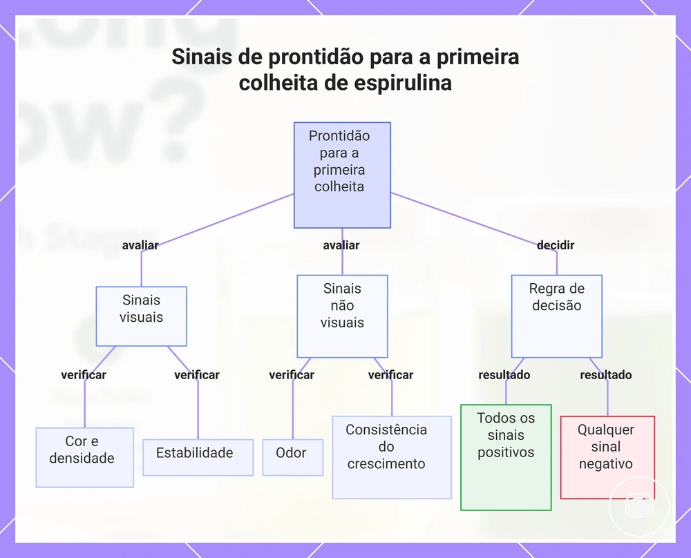Sinais de prontidão para a primeira colheita de espirulina