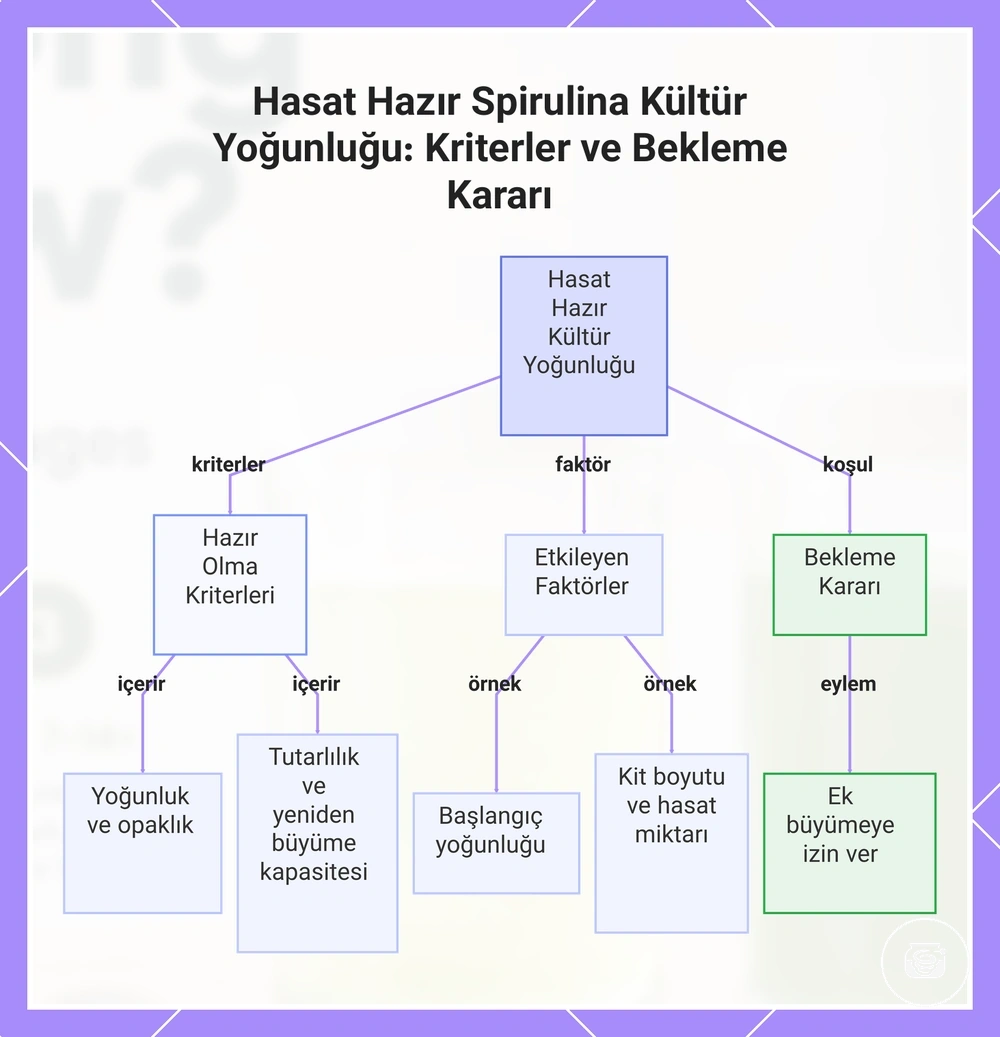 Hasat Hazır Spirulina Kültür Yoğunluğu: Kriterler ve Bekleme Kararı