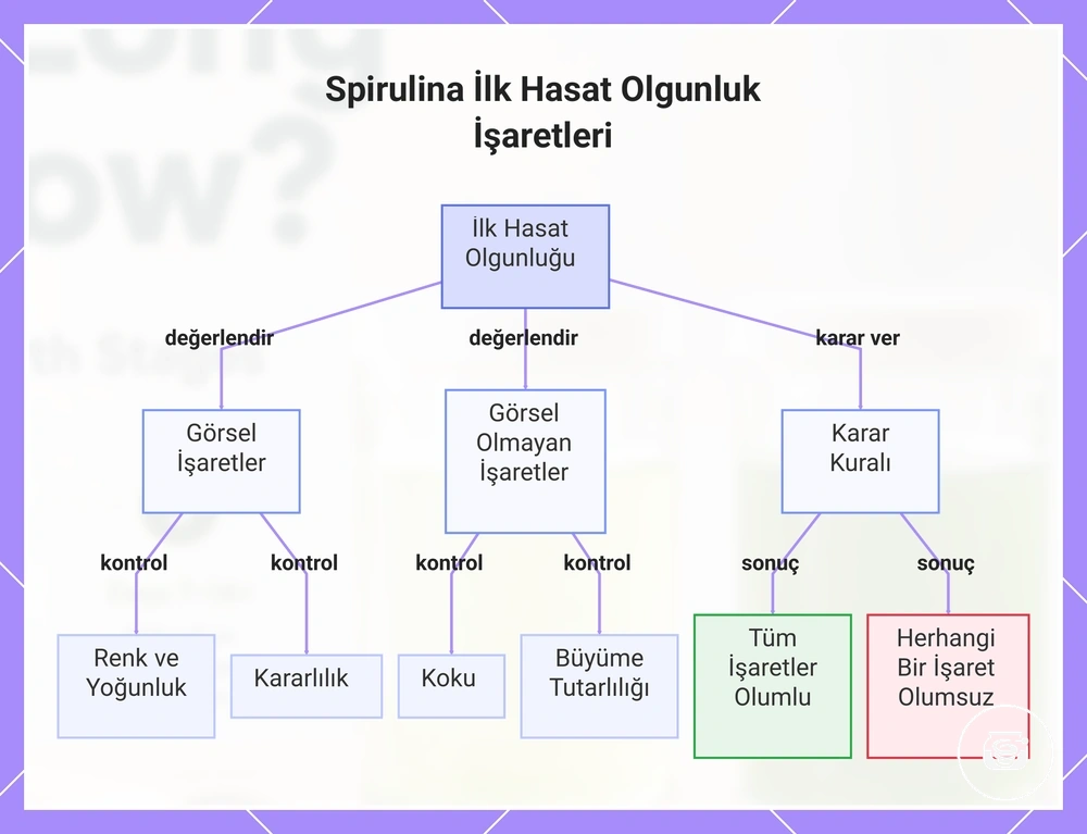 Spirulina İlk Hasat Olgunluk İşaretleri