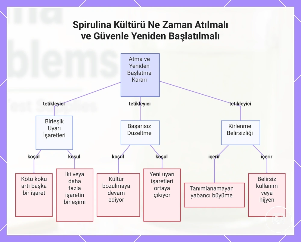 Spirulina Kültürü Ne Zaman Atılmalı ve Güvenle Yeniden Başlatılmalı