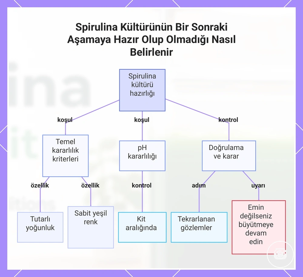 Spirulina Kültürünün Bir Sonraki Aşamaya Hazır Olup Olmadığı Nasıl Belirlenir
