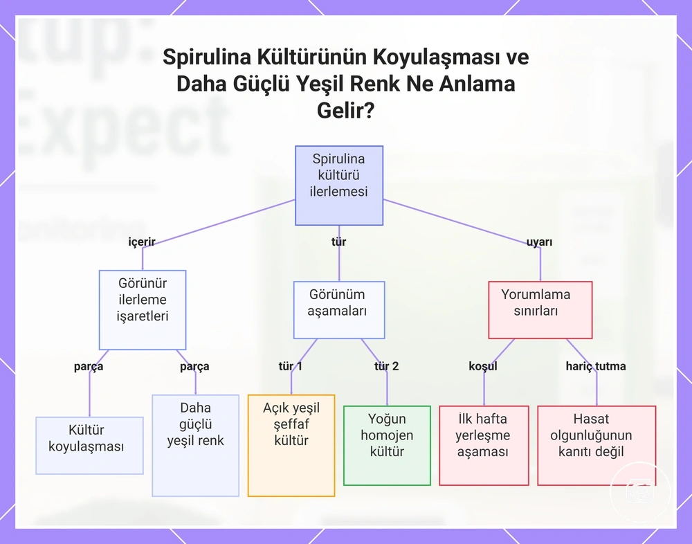 Spirulina Kültürünün Koyulaşması ve Daha Güçlü Yeşil Renk Ne Anlama Gelir?