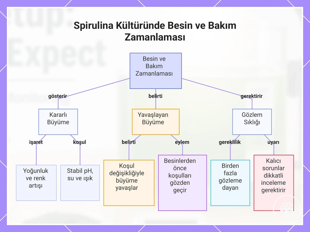 Spirulina Kültüründe Besin ve Bakım Zamanlaması