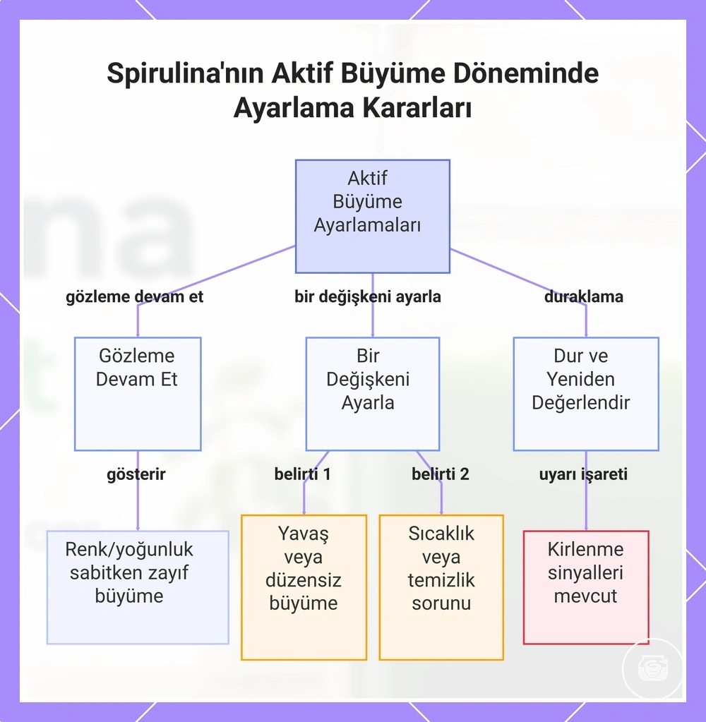 Spirulina'nın Aktif Büyüme Döneminde Ayarlama Kararları