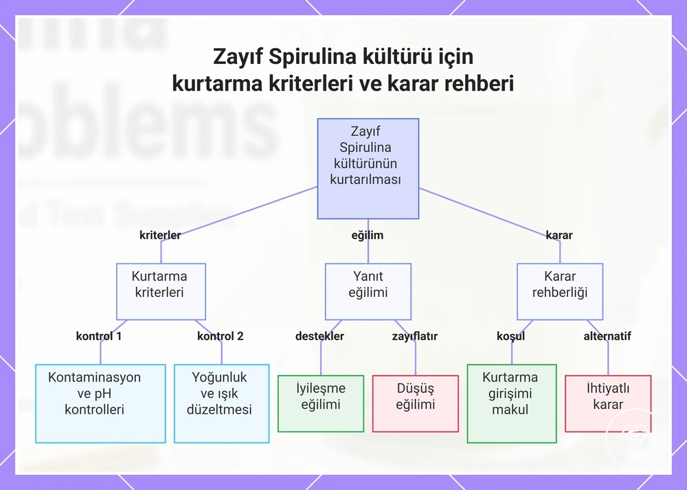 Zayıf Spirulina kültürü için kurtarma kriterleri ve karar rehberi