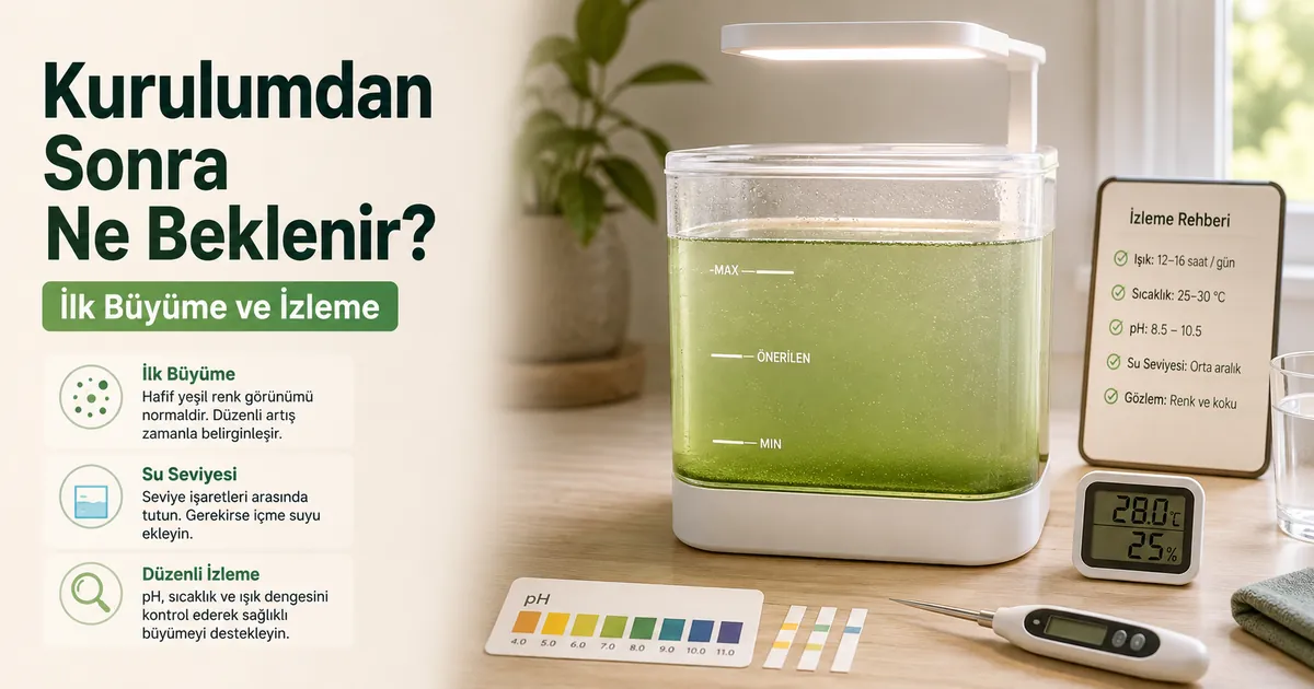Kurulumdan sonra ilk kültür büyümesini ve basit izleme araçlarını gösteren ev tipi spirulina yetiştirme kiti
